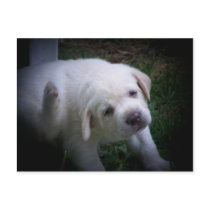 lab pups postcards by PhotoLisa lab pups postcards