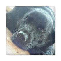 Lab sleeping magnet