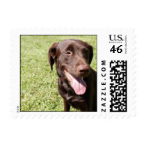 Lab stamps by renee_robeshow2004 Lab stamps