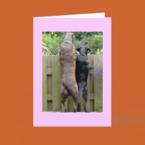 Labarador Dogs card