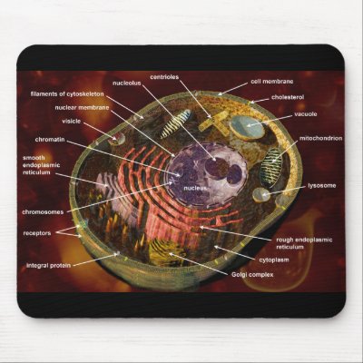 Labeled Cell Picture