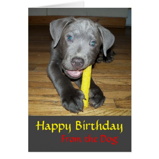 Labrabull Puppy Dog Lover Birthday Card Zazzle