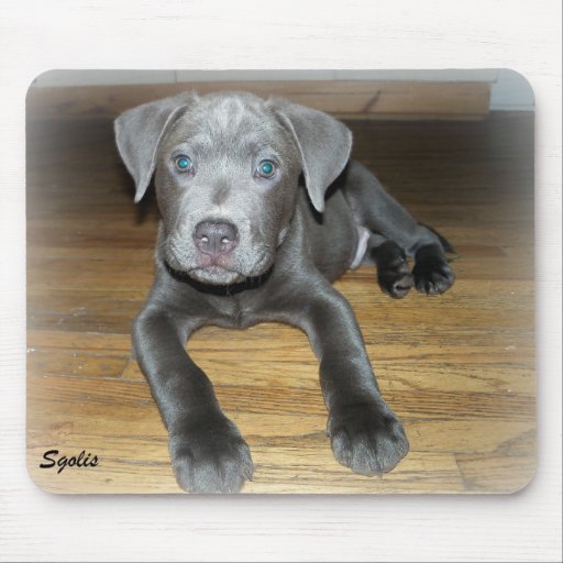 pitador puppies for sale pitador puppies for sale breeds picture pitador puppies for sale pitador puppies for sale breeds picture