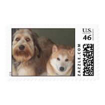 Labradoodle and Shiba Inu Stamps