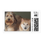 Labradoodle and Shiba Inu postage