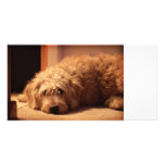 Labradoodle Dog looking sad Picture Card