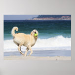 Labradoodle - Happy Day on the Beach Poster
