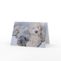 Labradoodles Two Greeting Cards