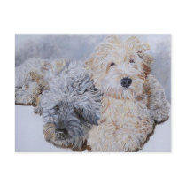 Labradoodles Two Post Cards postcards by mozache Labradoodles Two Post Cards postcards
