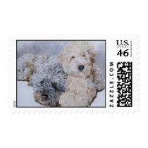 Labradoodles Two Postage Stamps