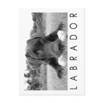 Labrador B&W Postcards