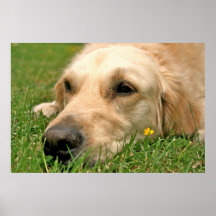 Labrador & Buttercup Poster