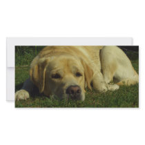 Labrador chilling in the green grass photo greeting card