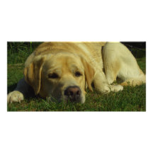Labrador chilling in the green grass photo greeting card