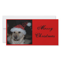 Labrador Christmas photo cards