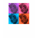 Labrador colors tshirt
