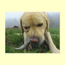 Labrador eating fish - goofy Postcard