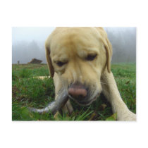 Labrador eating fish - goofy Postcard
