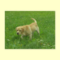 Labrador in a green filed postcards