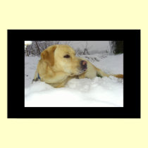 Labrador in the snow posters