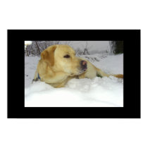 Labrador in the snow posters by Rainmountain Labrador in the snow posters
