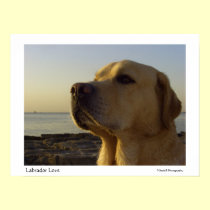 Labrador Love posters