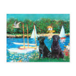 Labrador Pair - Sailboats Post Card