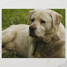 Labrador Photo Flyer Design