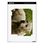 Labrador Photo Skins For iPad 3