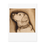 Labrador