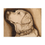 Labrador Postcard