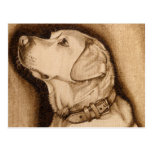 Labrador Postcard