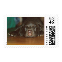 Labrador pup postage