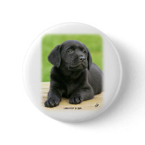 Labrador puppy 9Y267D-109 buttons by TraffordPhotos Labrador puppy 9Y267D-109 buttons