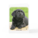 Labrador puppy 9Y267D-109 cards