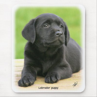 Labrador puppy 9Y267D-109 Mouse Pads