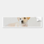 Labrador Puppy Bumper Sticker