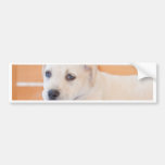 labrador puppy bumper sticker