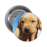 Labrador Puppy - Good Morning! Pinback Buttons