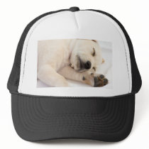 Labrador Puppy Hats