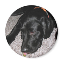 Labrador Puppy Is Eating Grapes magnets by lifesphere Labrador Puppy Is Eating Grapes magnets