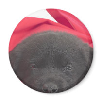 Labrador Puppy magnets
