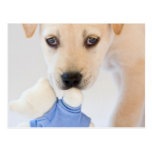Labrador Puppy Post Card