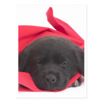 Labrador Puppy postcards
