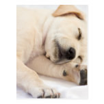 Labrador Puppy Post Cards