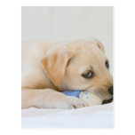 Labrador Puppy Postcards