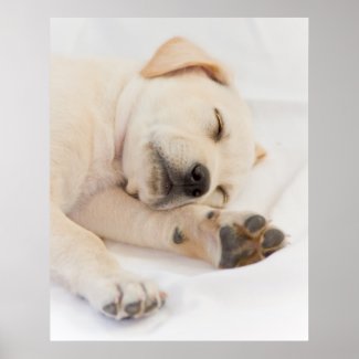 Labrador puppy print