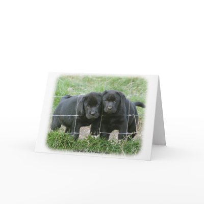 Labrador pups 9Y249D-159 Note Card
