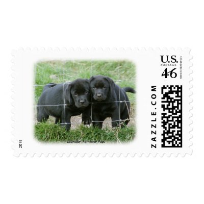 Labrador pups 9Y249D-159 Postage