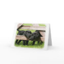 Labrador Pups 9Y415D-168 cards